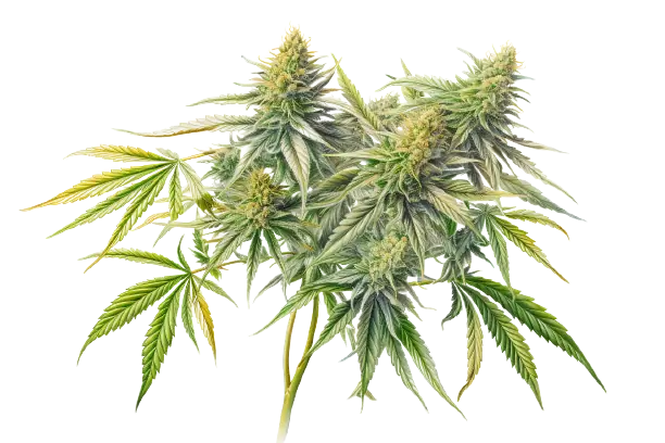 Eine farbenfrohe Cannabispflanze mit Blüten